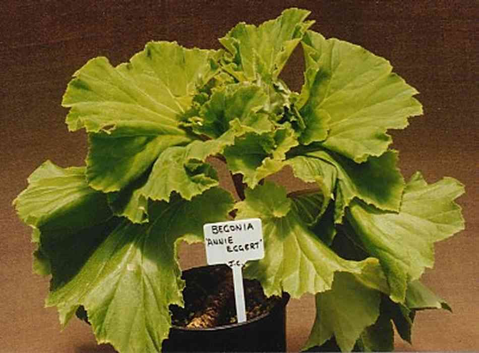 B. ‘Annie Eggert’